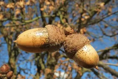 פאזל של Imagem