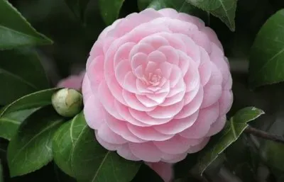 camelia jigsaw puzzle