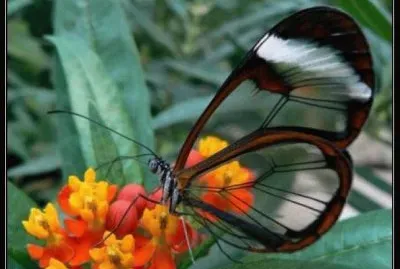 transparente
