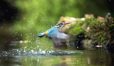 פאזל של colibri