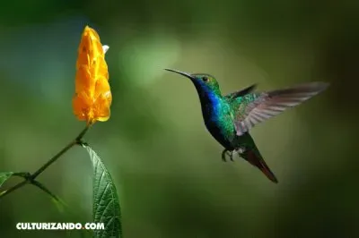 פאזל של colibri2