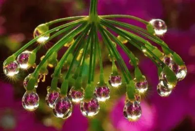 gotas
