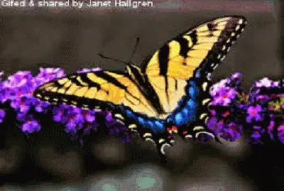 mariposa