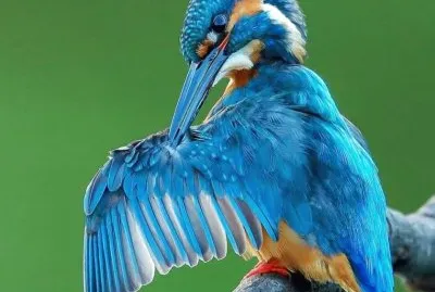 פאזל של natural