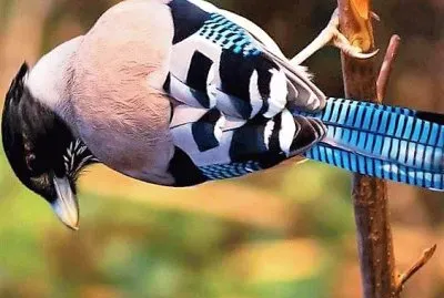 פאזל של natural