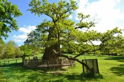 Imagem jigsaw puzzle