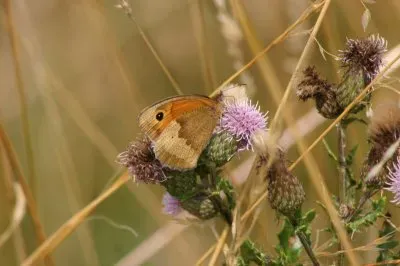 butterfly on thistle jigsaw puzzle