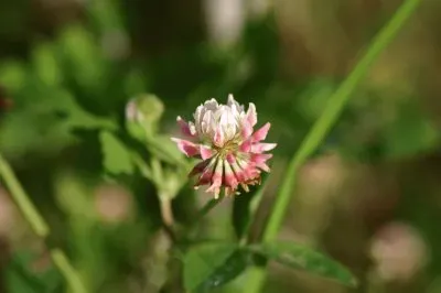 clover jigsaw puzzle