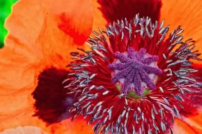 Imagem jigsaw puzzle