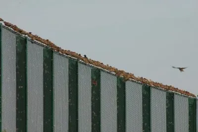 invasion of starlings