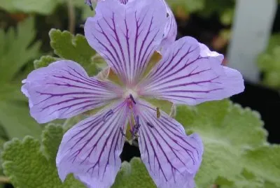 Geranium jigsaw puzzle