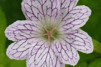 Geranium jigsaw puzzle