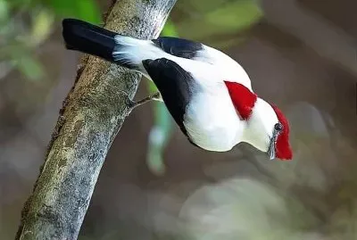 natural jigsaw puzzle