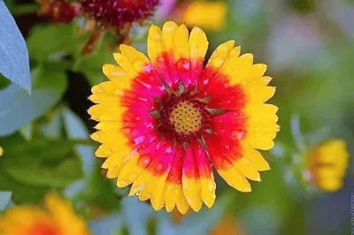 flores jigsaw puzzle