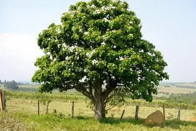 פאזל של Imagem