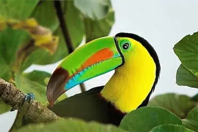 natural jigsaw puzzle