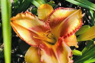 flores jigsaw puzzle