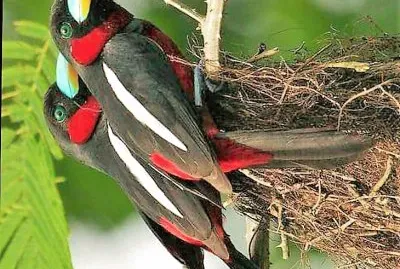 natural jigsaw puzzle