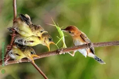 פאזל של natural