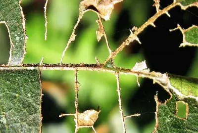 פאזל של natural