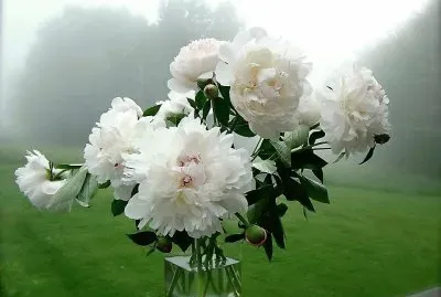 flores