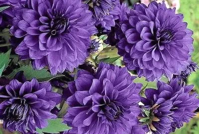 flores