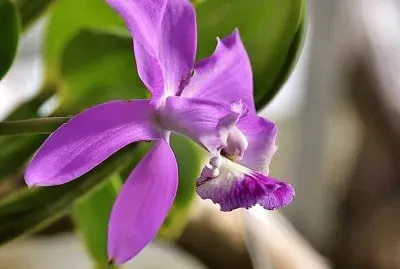 flores