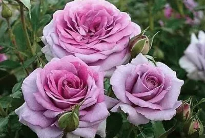 flores