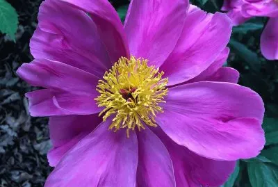 flores