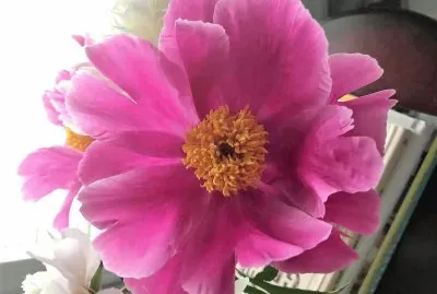 flores