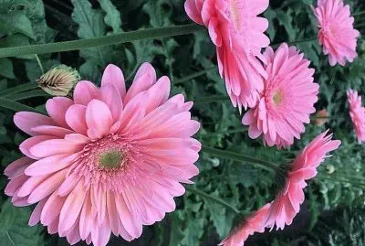flores