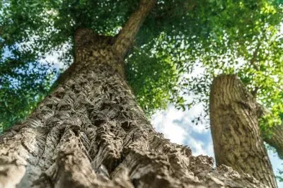 פאזל של Imagem