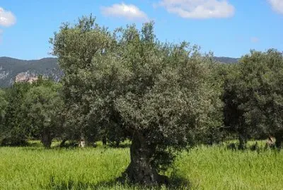 פאזל של Imagem