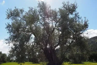 פאזל של Imagem