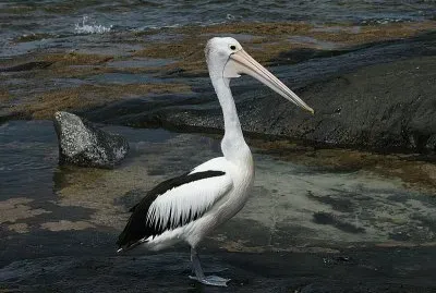 Pellicano australiano