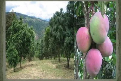 MANGOS jigsaw puzzle