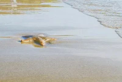 Imagem jigsaw puzzle