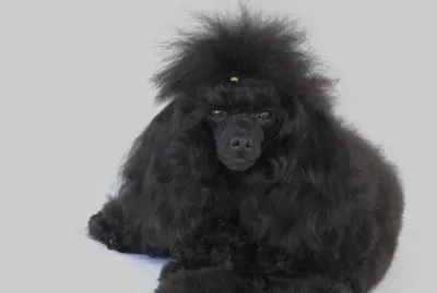 Photos on my poodles