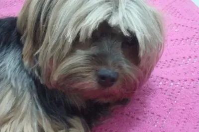 Acordando jigsaw puzzle