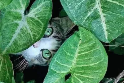 natural jigsaw puzzle