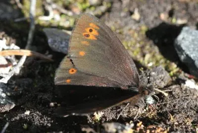 פאזל של Erebia polaris