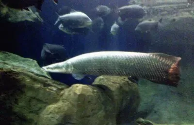 פאזל של Arapaima gigante