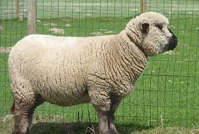 פאזל של Hampshire