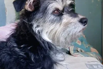 פאזל של luna la princesa