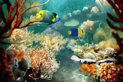 פאזל של Ocean Life