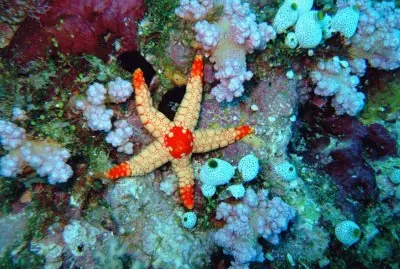 Ocean Life
