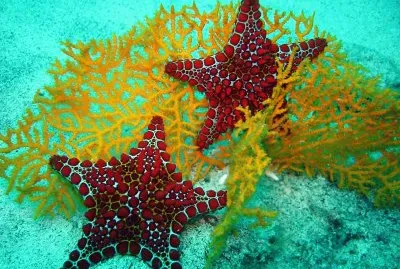 Ocean Life