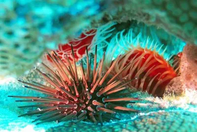 Ocean Life