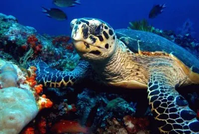 Ocean Life