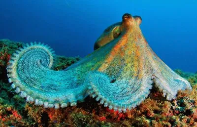 פאזל של Ocean Life